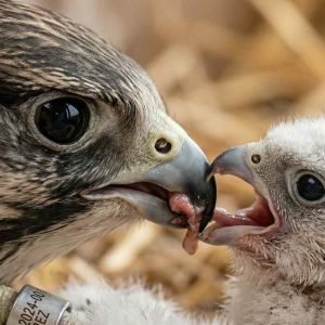 Falconry Breeding