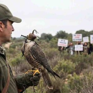 make feature image on ''What is the controversy with falconry?'' write only name animalsgrass.com on uper right corner