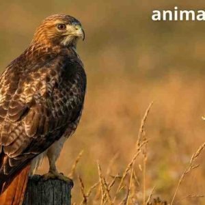 What is the easiest bird to falconry?