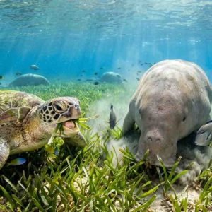 Animals Eat Sea Grass