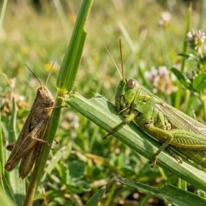 Grasshoppers Eat Grass