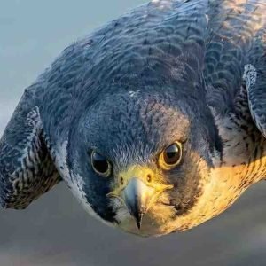 Fastest Falcon of the World