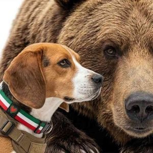 bear and dog